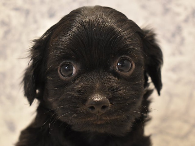 2024年3月11日生まれのハーフ犬の1枚目の写真